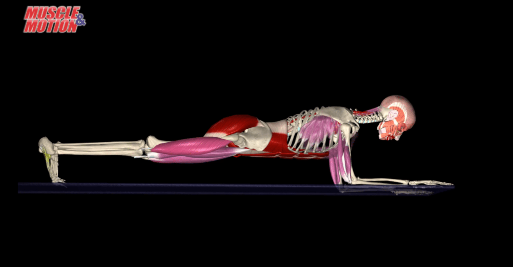 Isometric Muscle Contraction