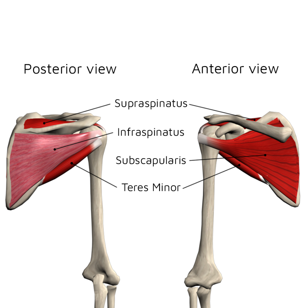 Managing Rotator Cuff Related Shoulder Pain | Muscle&Motion - Strength ...