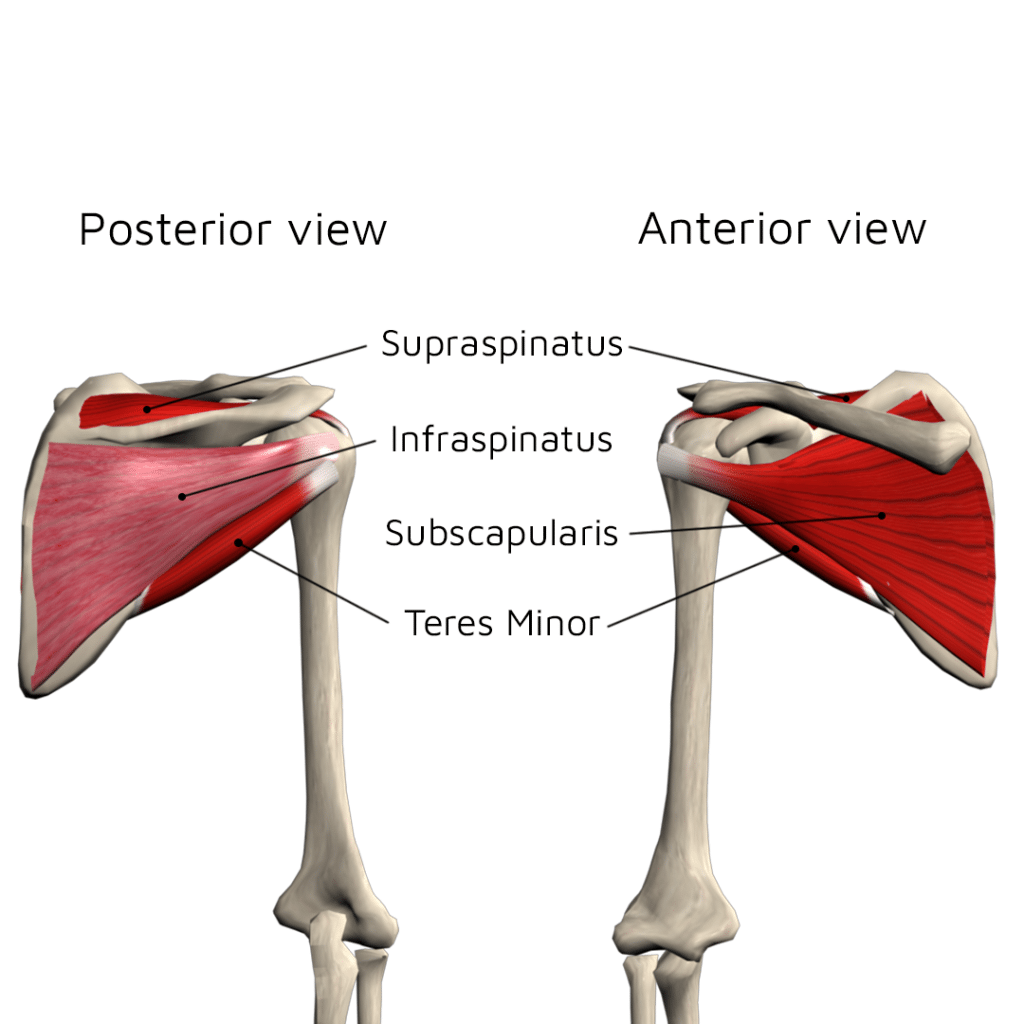 Managing Rotator Cuff-Related Shoulder Pain