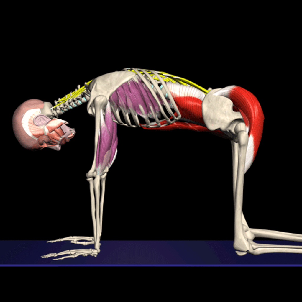 Yoga Therapy