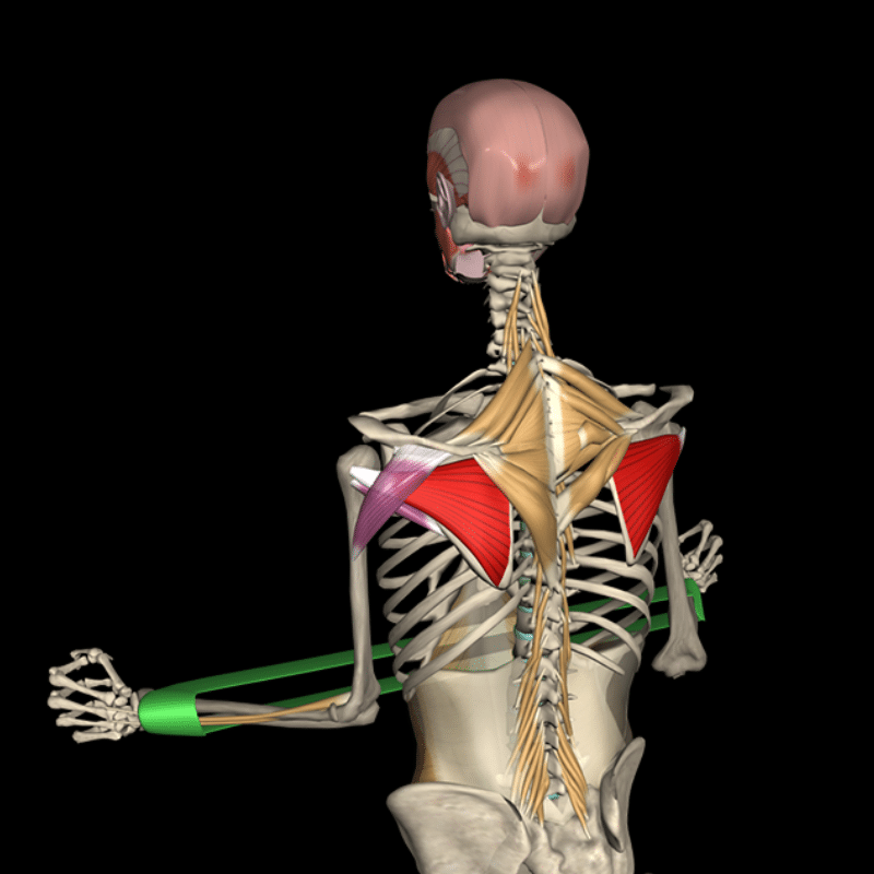 Decrease Risk of Shoulder Injury