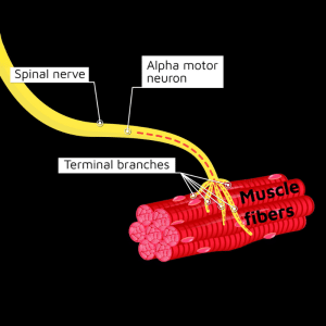 תמונה ראשית לעמוד בלוג EMG amplitude