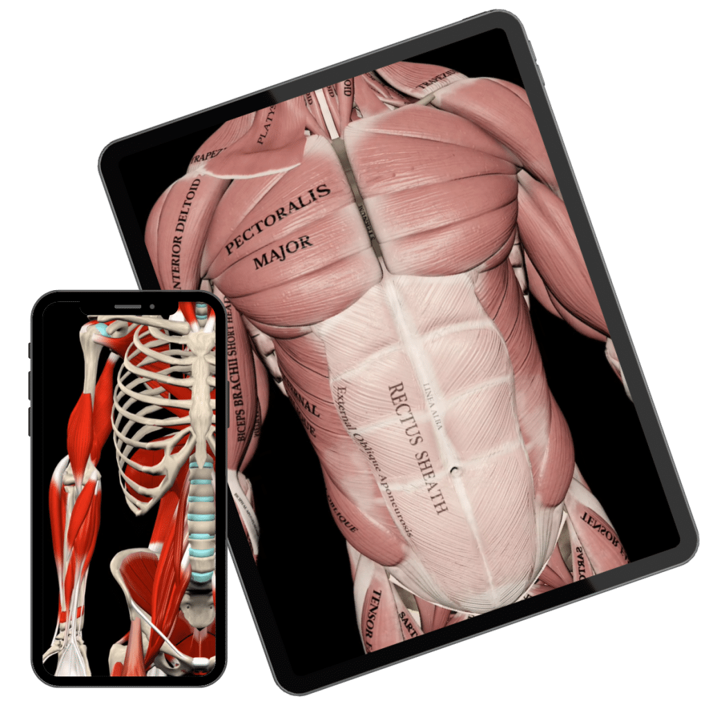 Strength Training App 3D Animation Anatomy & Biomechanics
