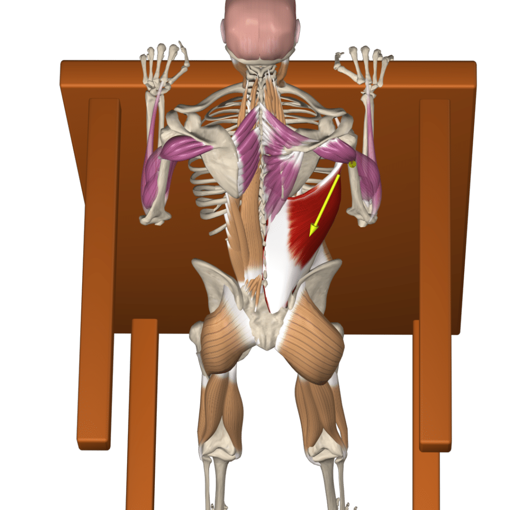 Inverted Row_Bar_ advance variation_Table_v01