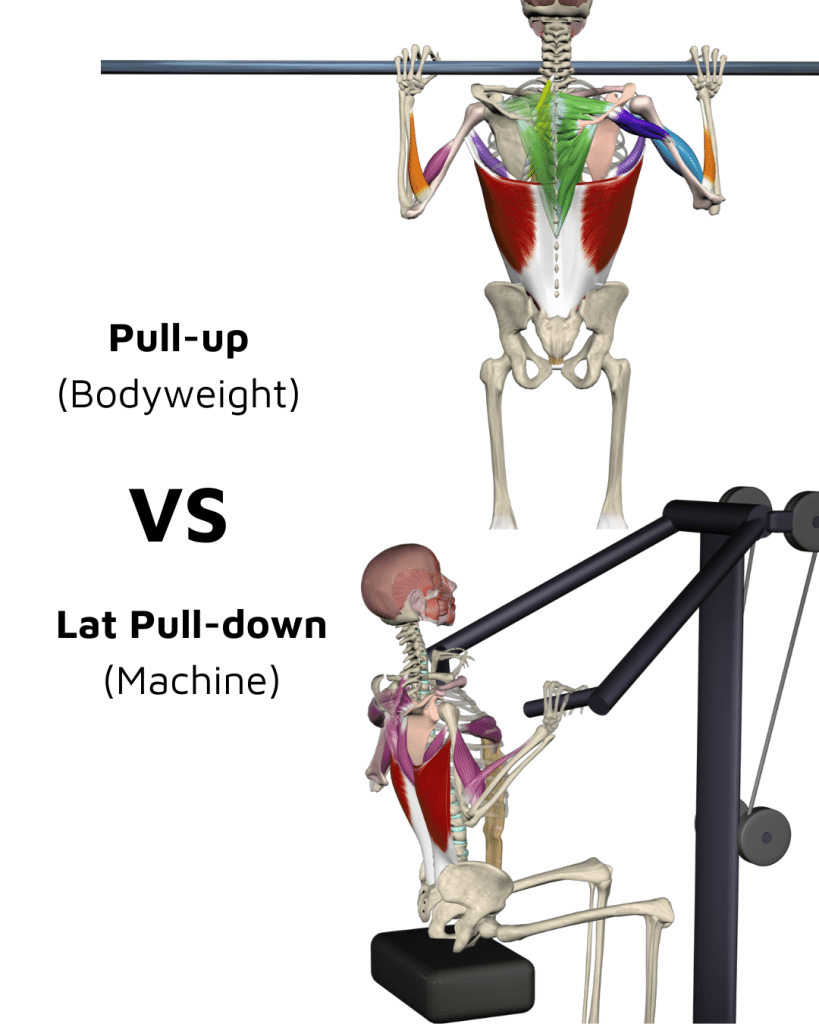 Lat_Pulldown_VS_Pull_Ups_v01