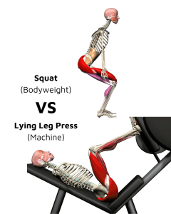 Squat_VS_Laying_leg_press_v01