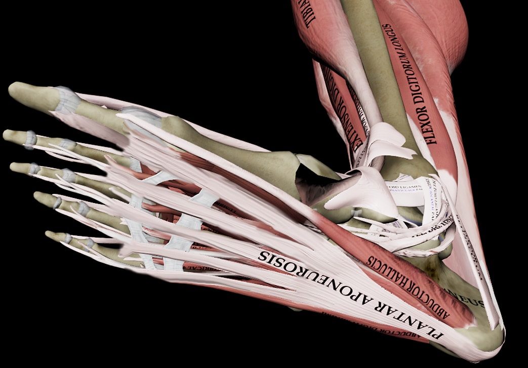 PlantarFascia