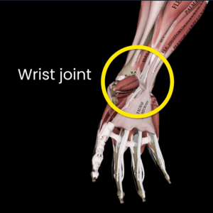 Blog featured image wrist joint