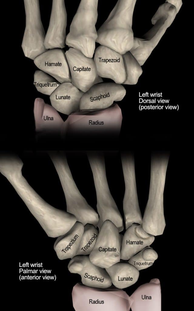 wrist joint bones