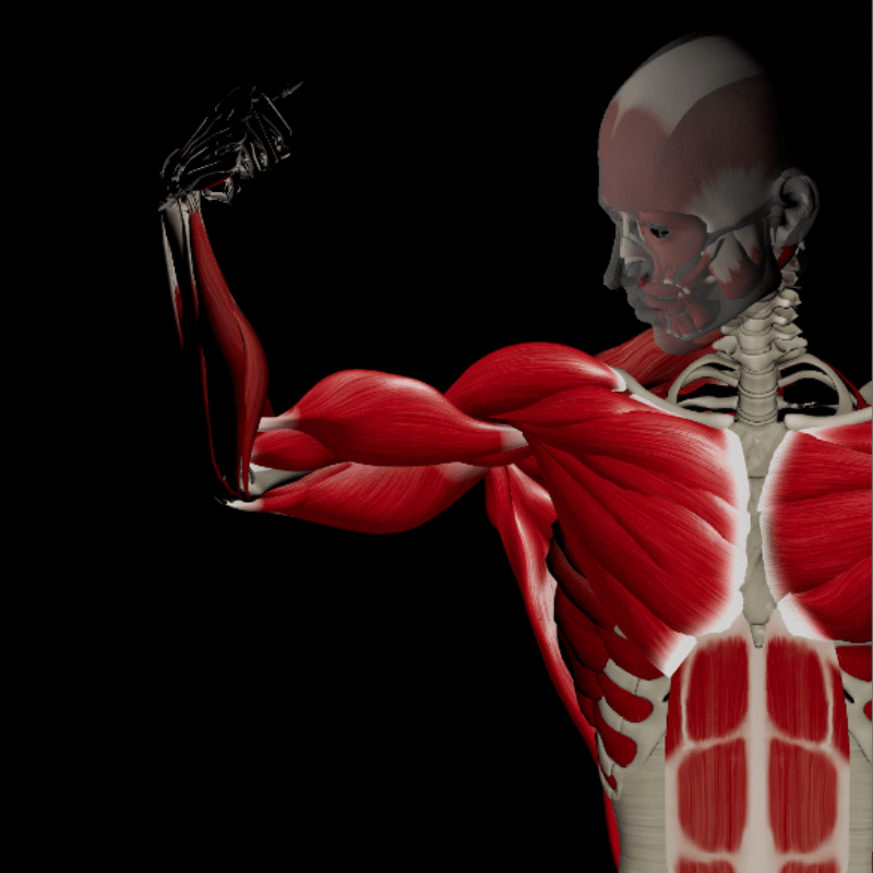 Blog featured image Lean Muscle Mass