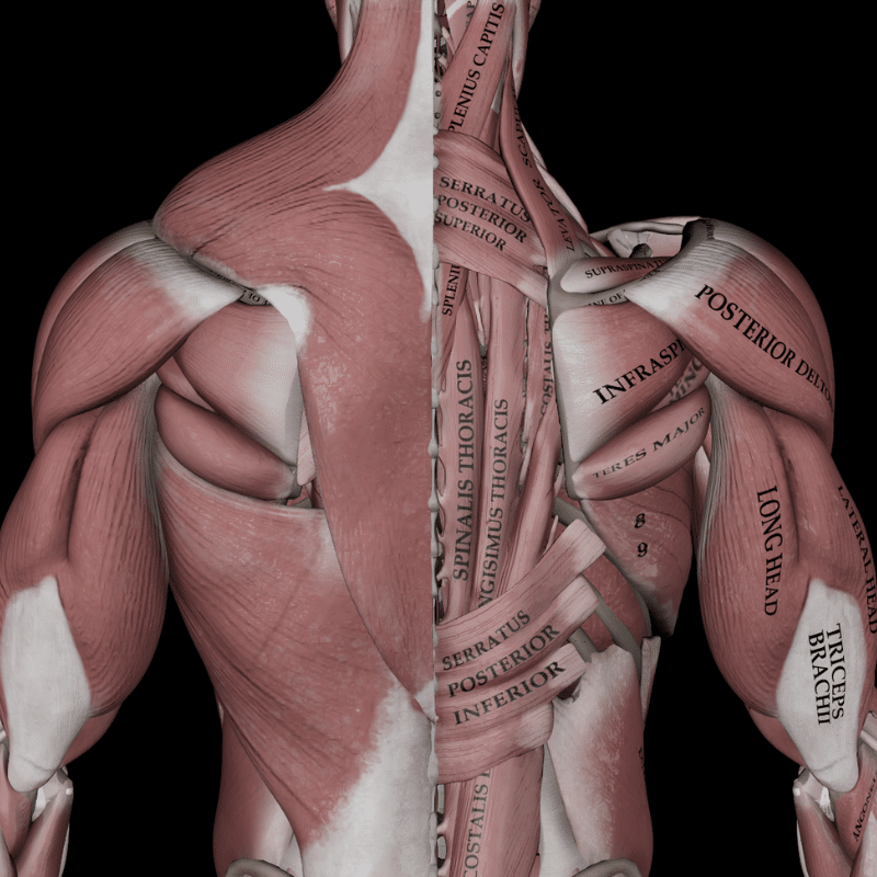 Simple Back Muscles Anatomy Simple Back Muscles Anatomy