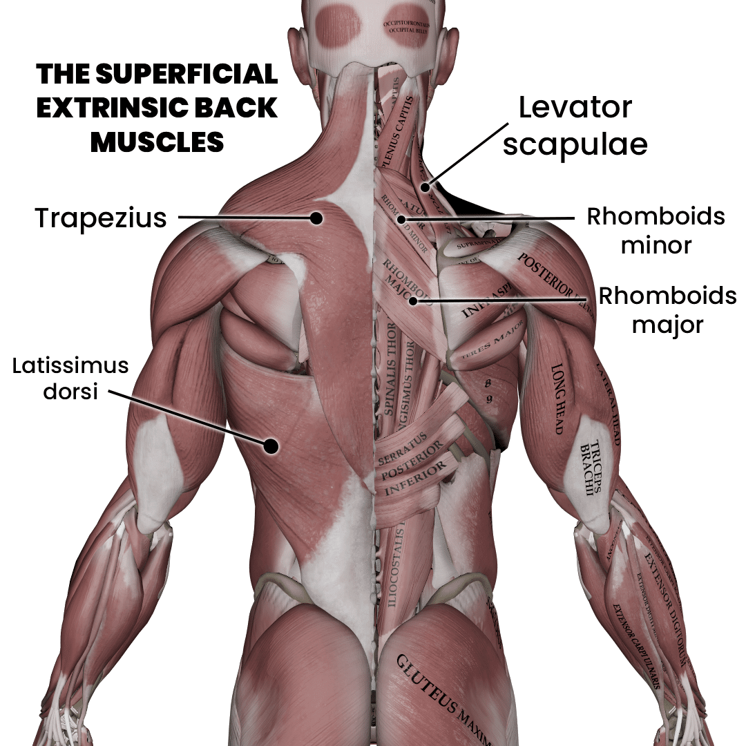 Simple Back Muscles Anatomy Simple Back Muscles Anatomy