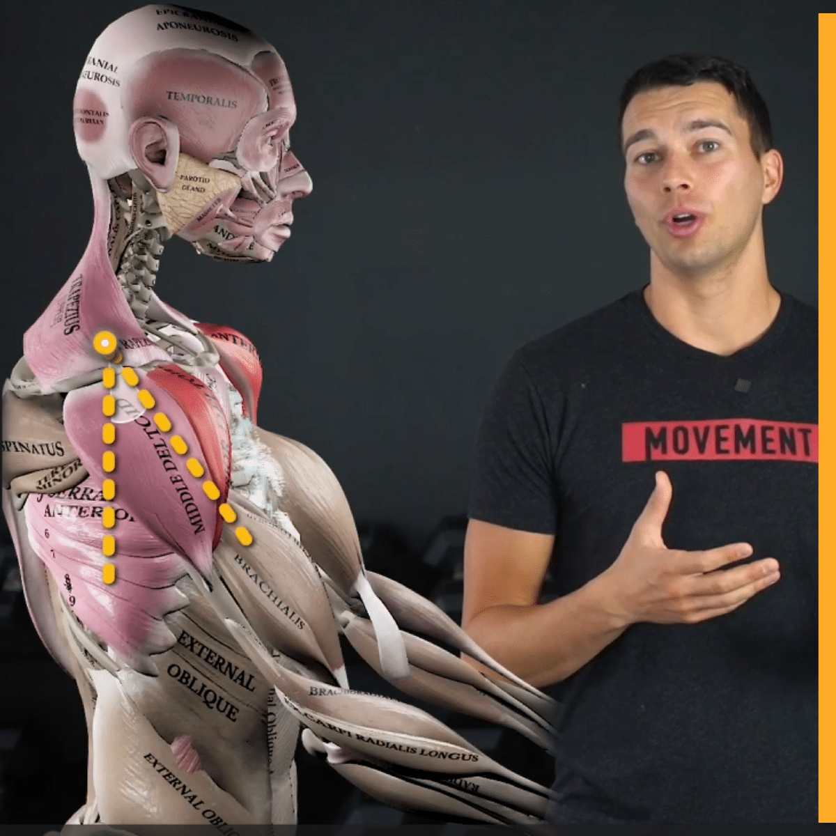 Anatomical Movements and Terminology