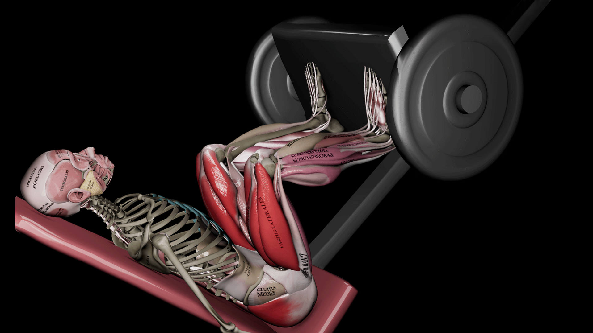 Lying Leg Press (Machine) active muscles