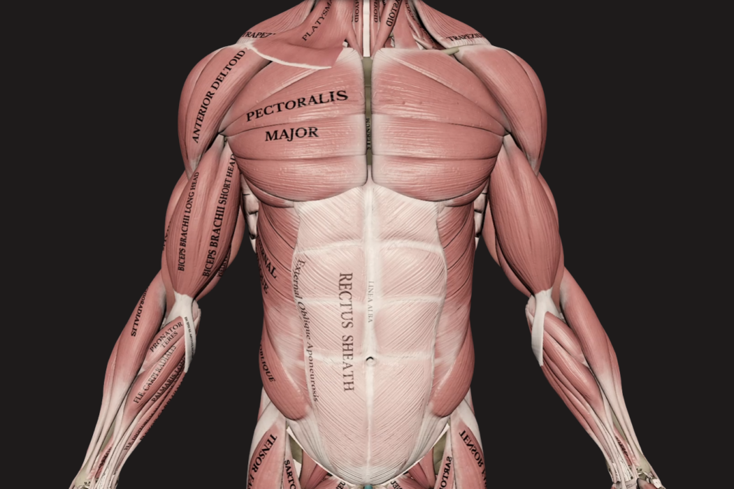 Muscles 3D Model