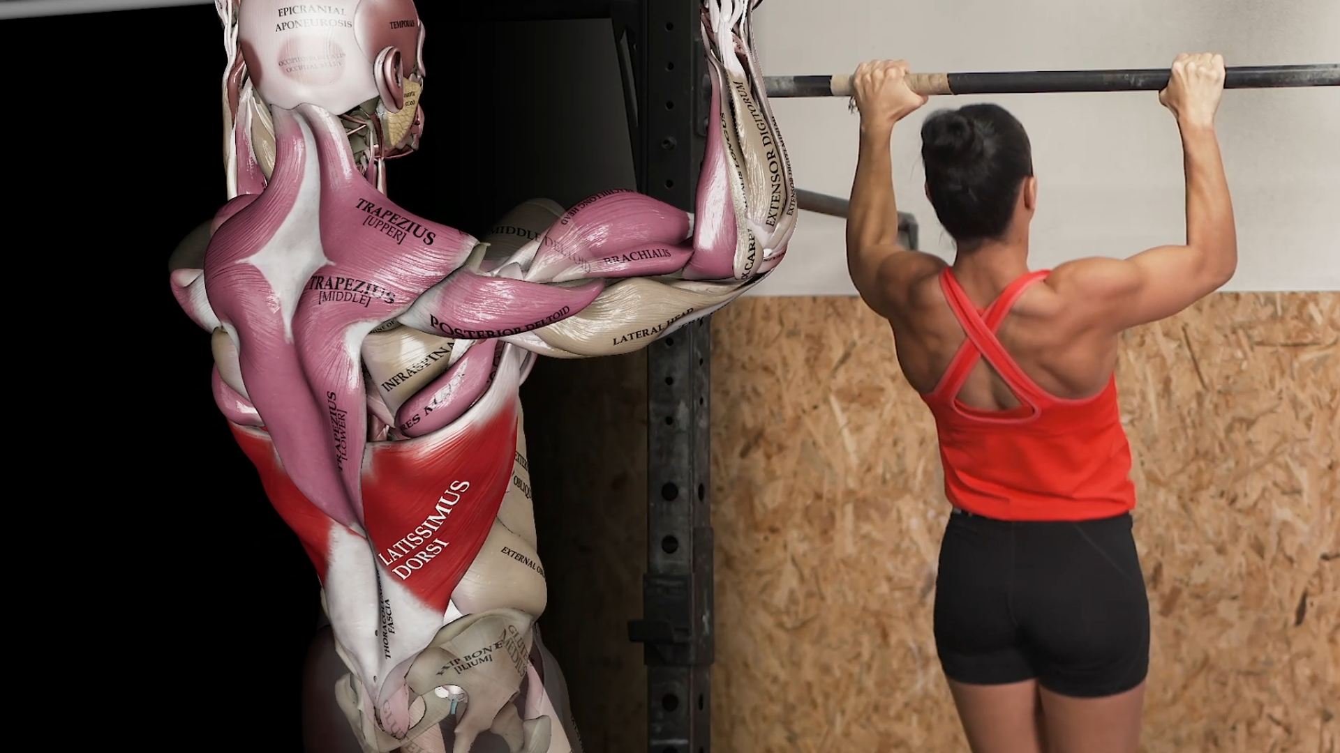 Mastering the Pull-Up: From First Rep to Perfect Form