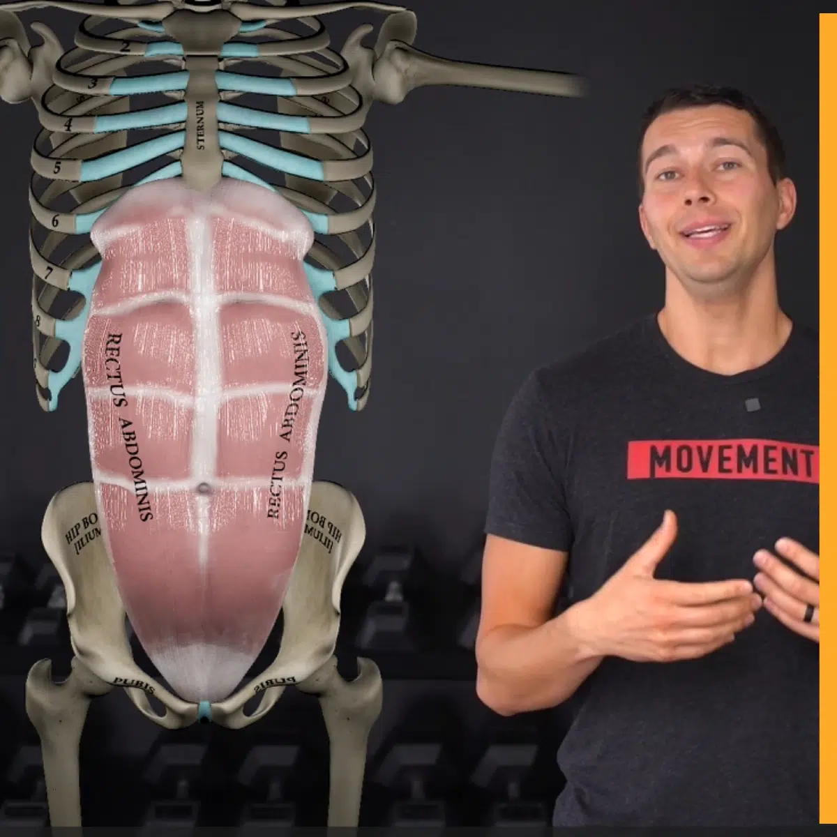 Core and Trunk Muscles