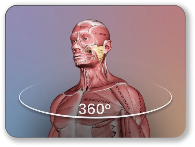 Anatomy and Biomechanics of Movement