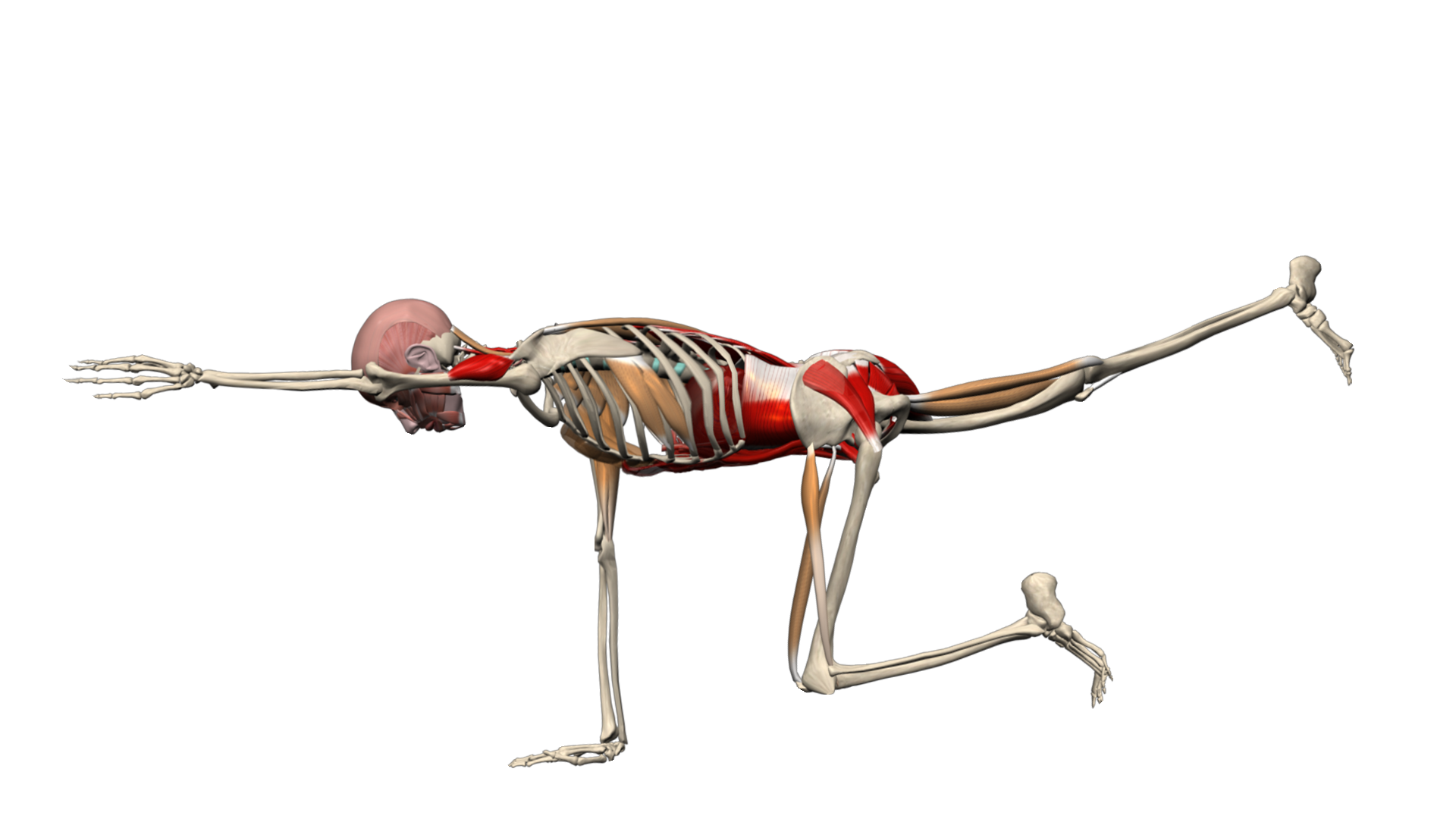 Bird Dog exercise anatomy