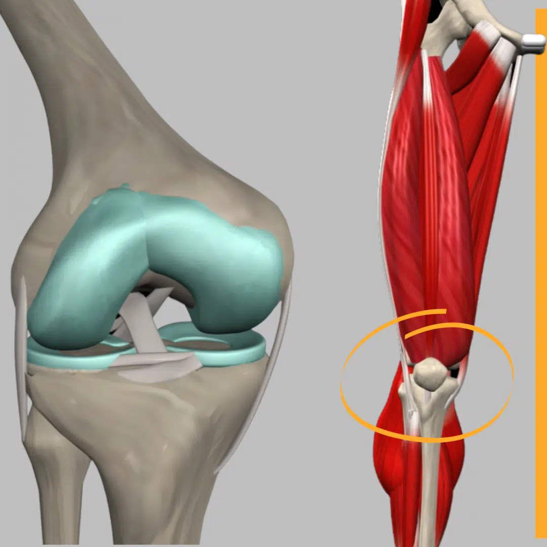 The Anatomy Of The Knee Joint
