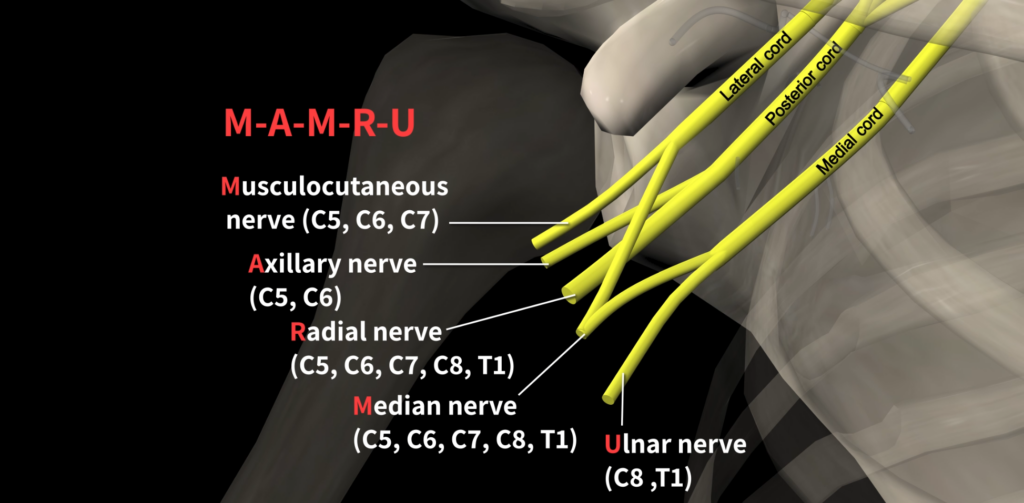 The Radial Nerve