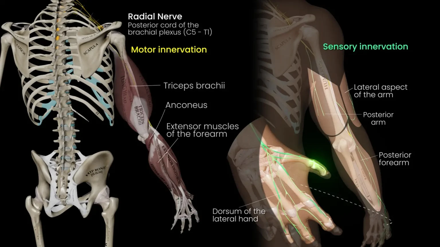 Radial_Nerve_Thumbnail