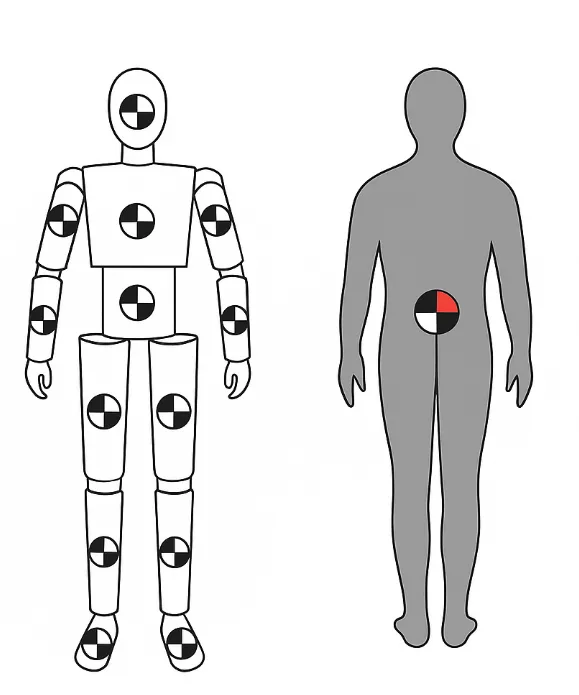 Center of mass markers on segmented and whole-body models