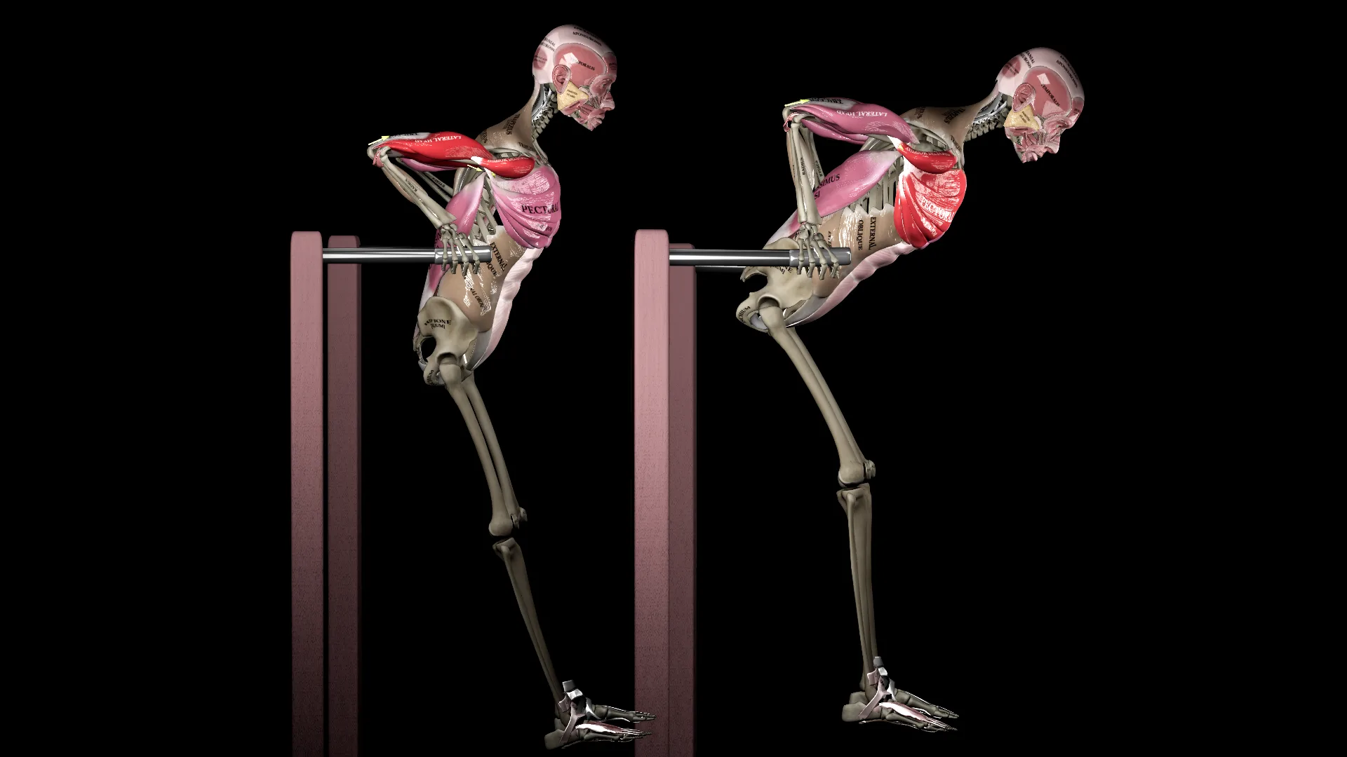 3D anatomical model comparing chest- and triceps-focused dips
