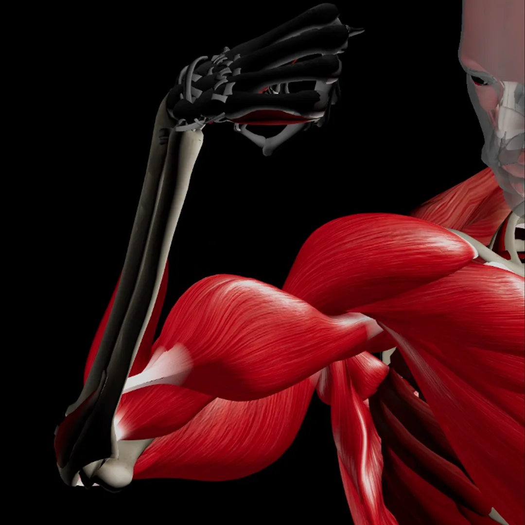 3D anatomical model highlighting the arm and shoulder muscles