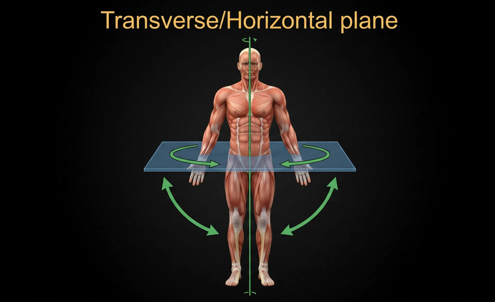 Transverse plane shown on a 3D anatomical model