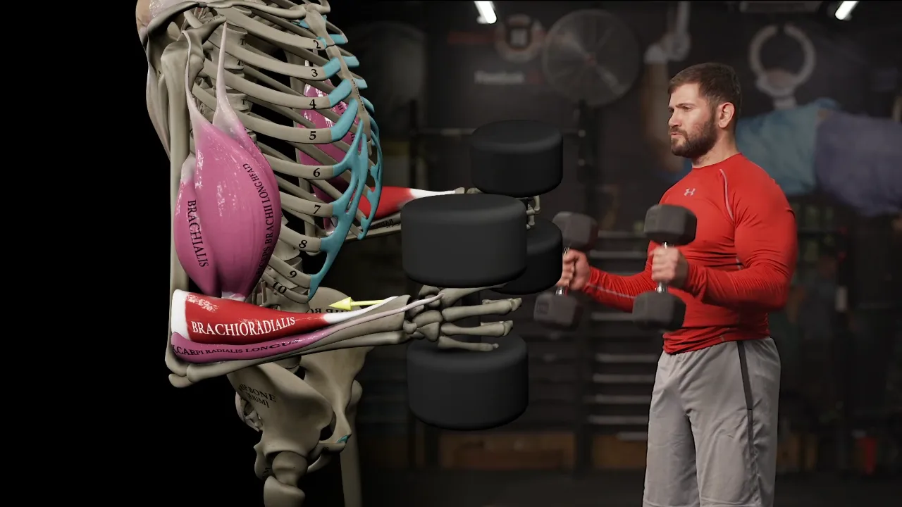 3D anatomical model performing a dumbbell curl