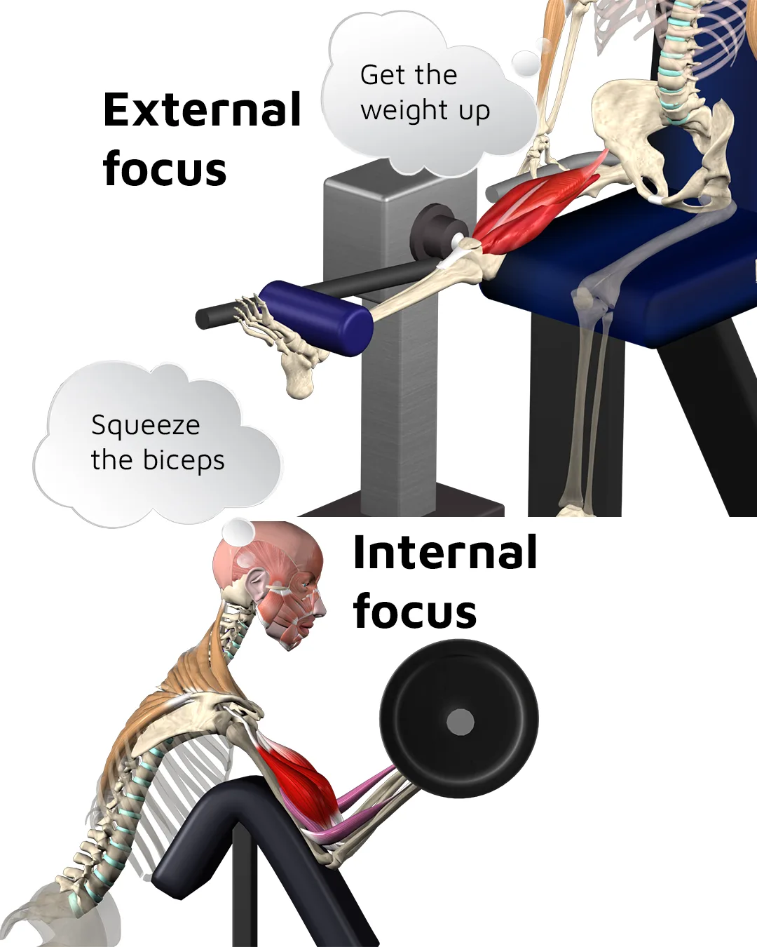 Comparison of internal and external focus cues during resistance training
