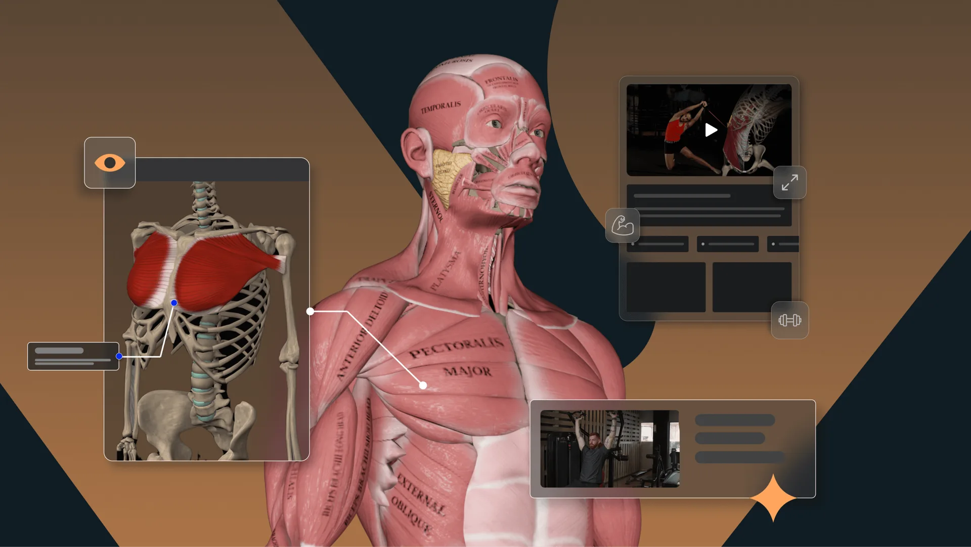 Muscle & Motion anatomy and exercise app interface concept