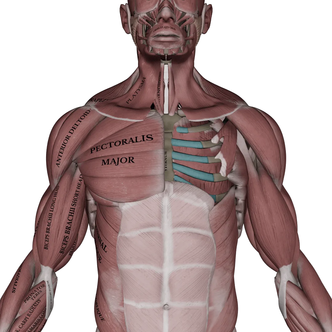 Anterior view of the pectoralis major and surrounding upper-body muscles