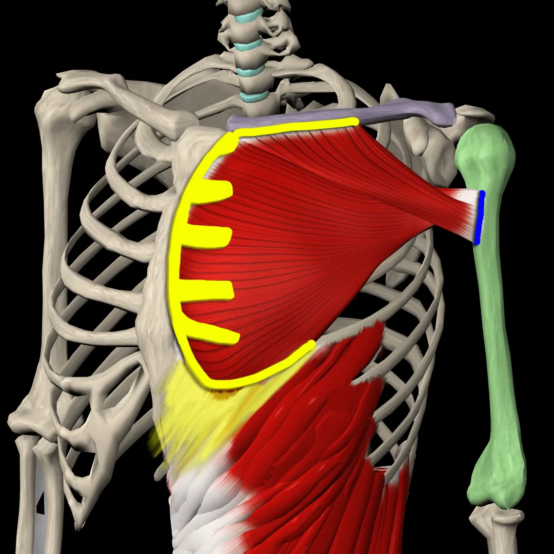 Origin and insertion of the pectoralis major