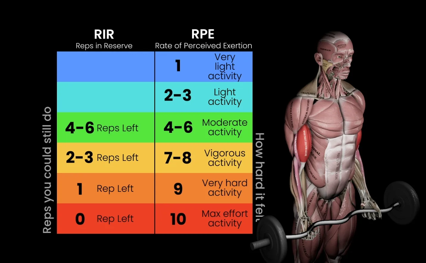 RIR and RPE effort scale beside a 3D anatomical model
