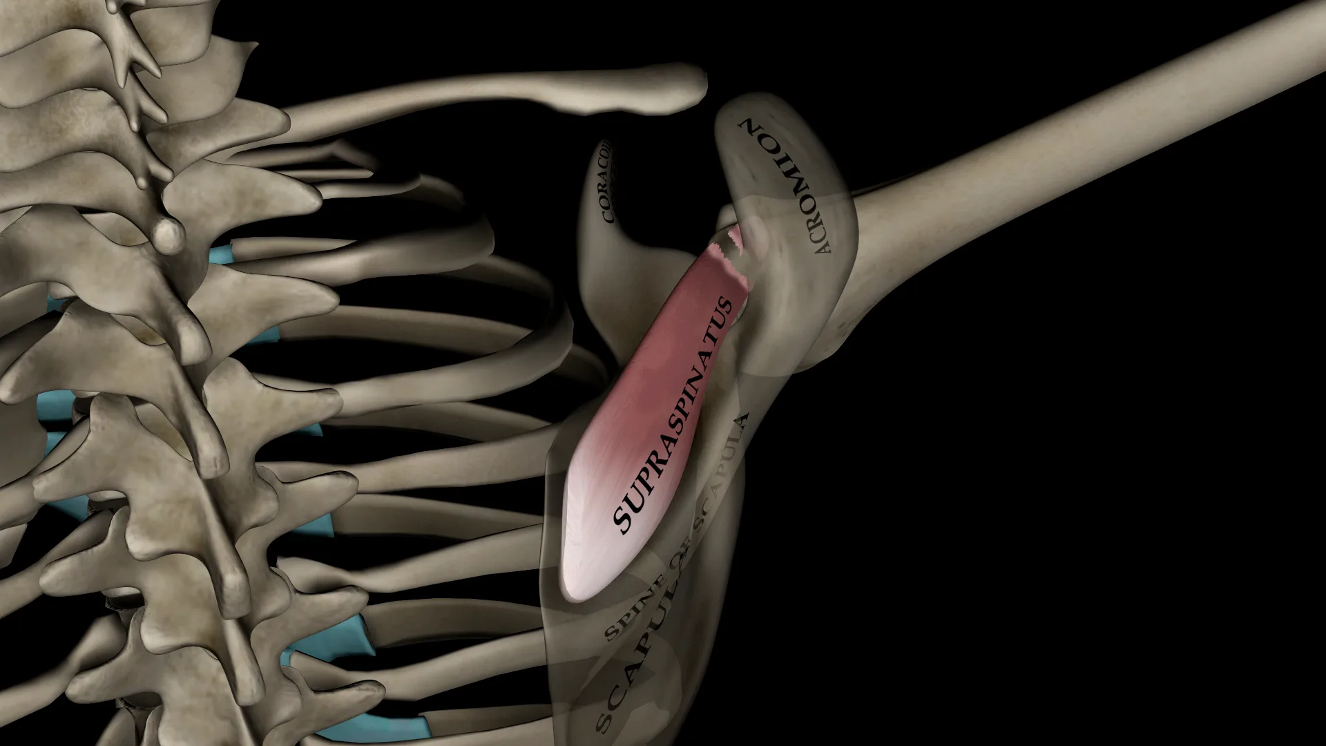 3D model of the supraspinatus tendon under load during an exercise