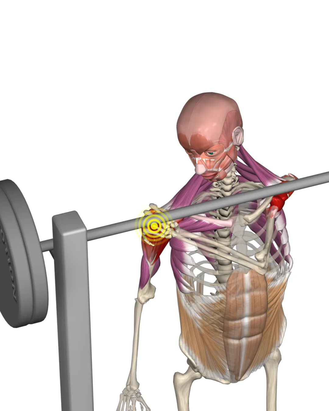 3D anatomical model indicating shoulder pain during a barbell exercise