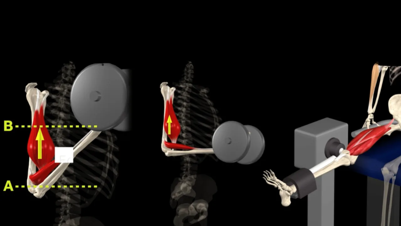 3D anatomical model performing a box step-up
