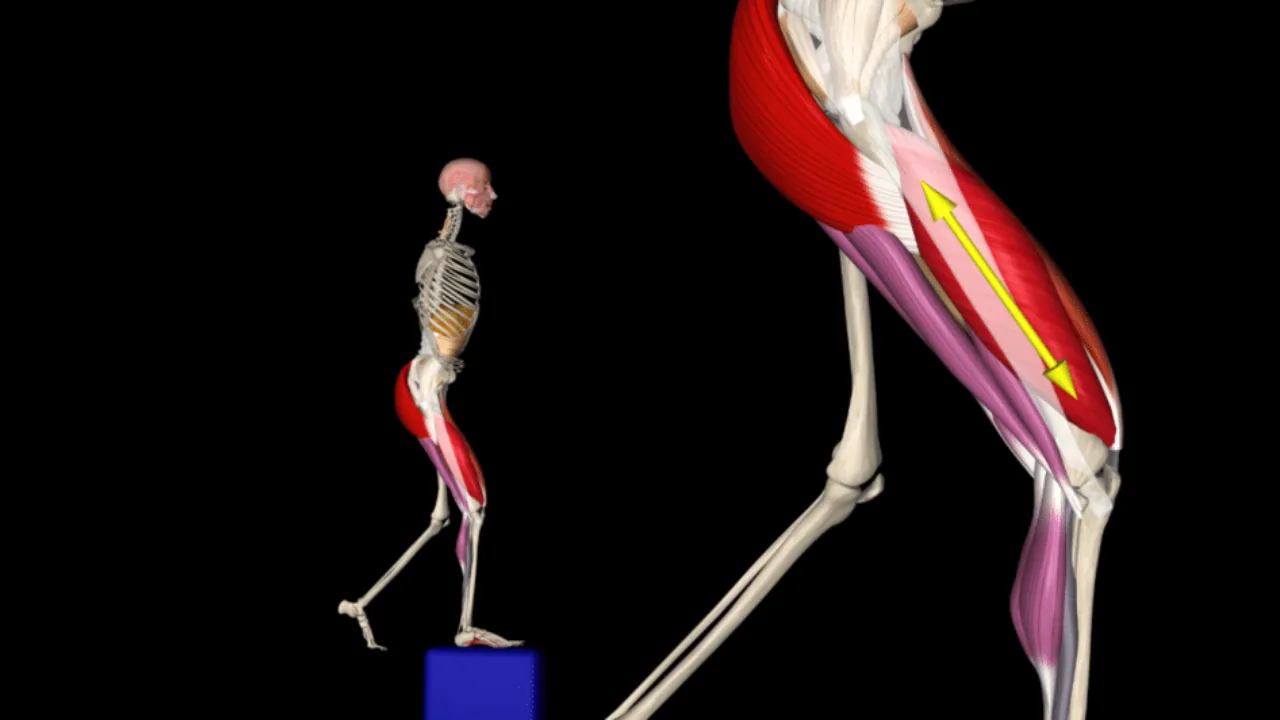 3D anatomical model holding an isometric plank