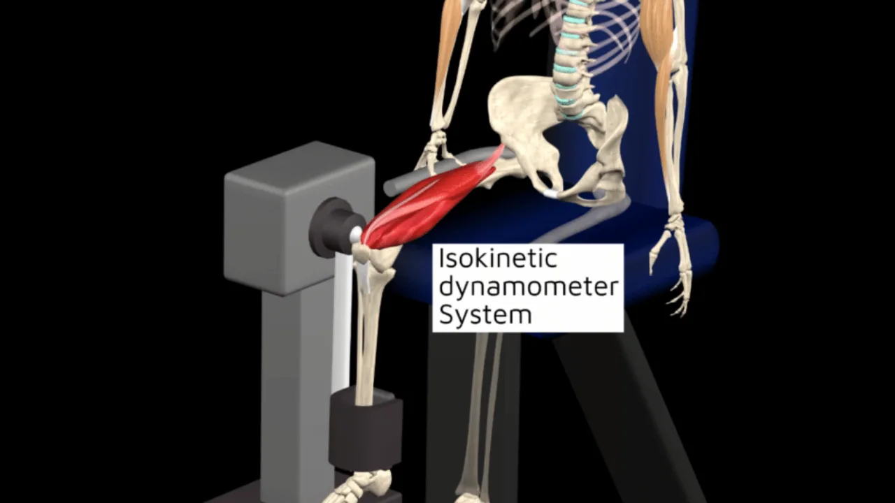 3D anatomical model using an isokinetic dynamometer