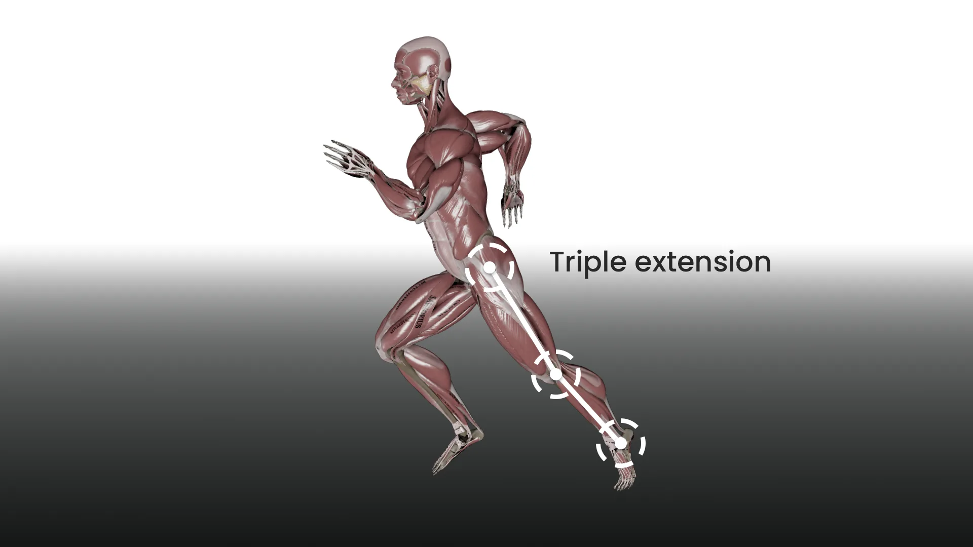 Triple extension of the hips, knees and ankles during an explosive movement
