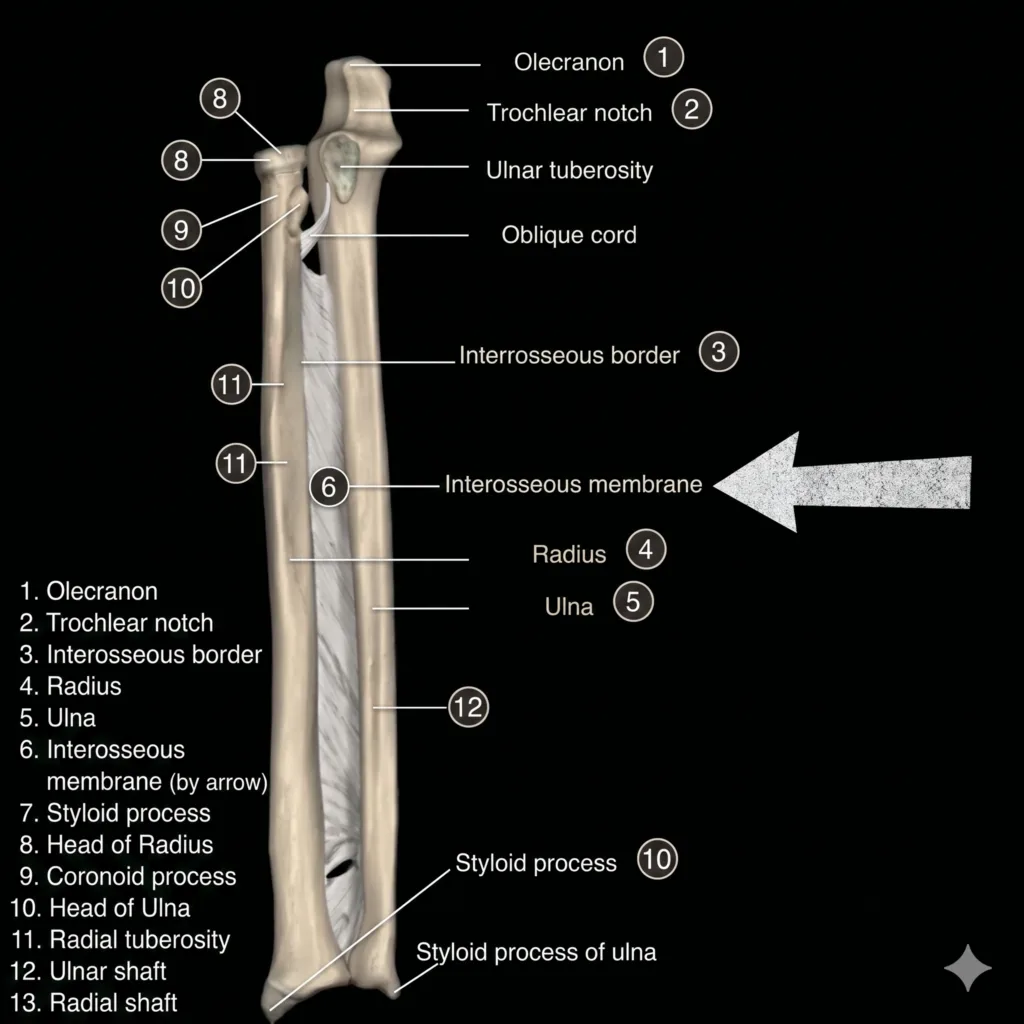 Radius and ulna connected by the interosseous membrane