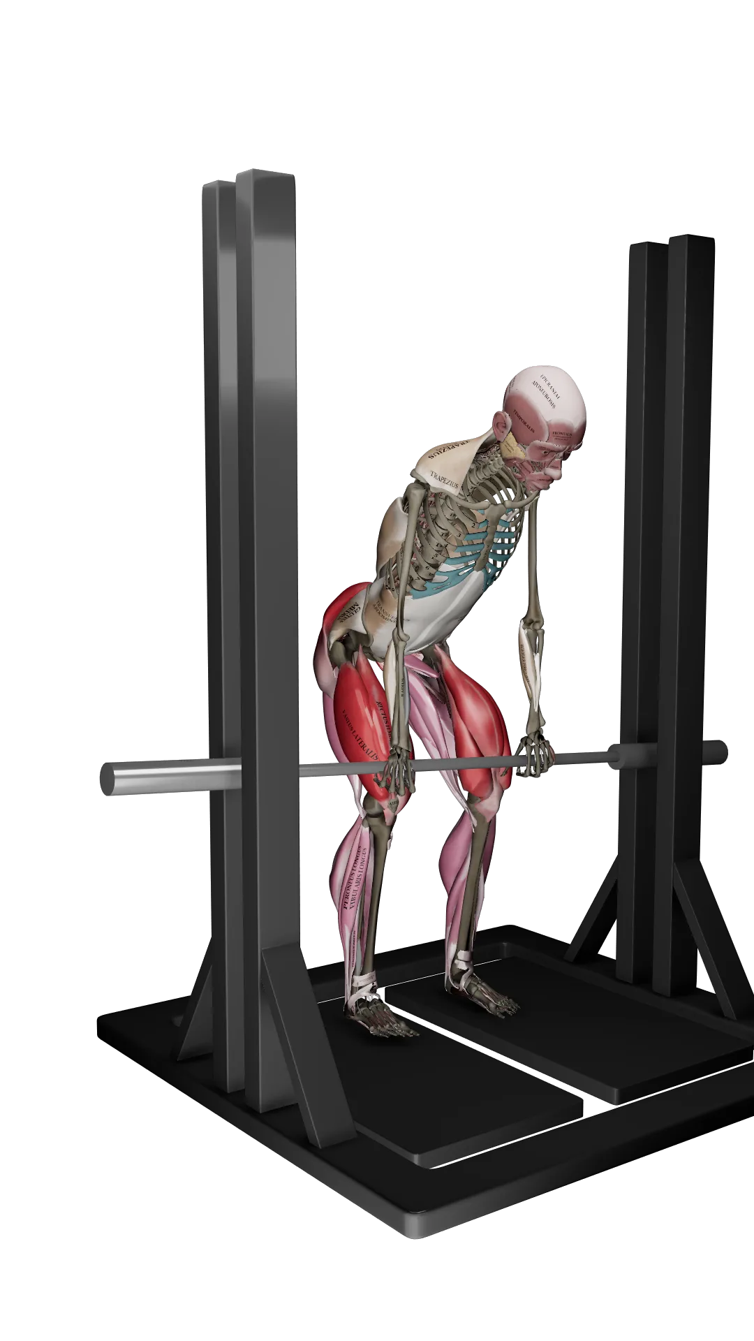 3D anatomical model performing an isometric mid-thigh pull
